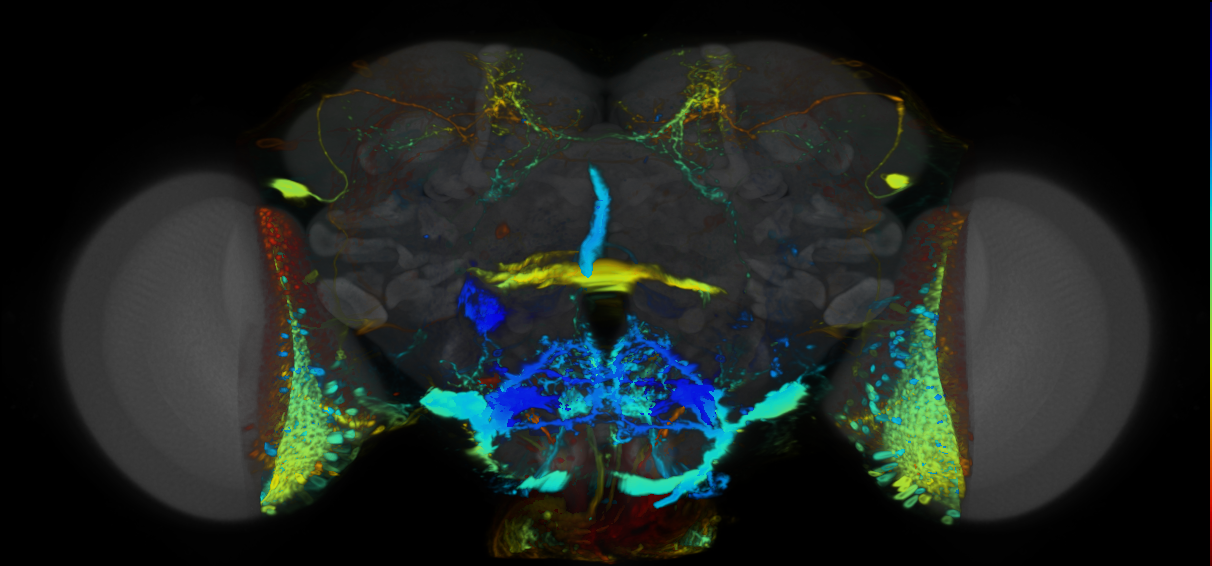 P{VT006456-GAL4} expression pattern
