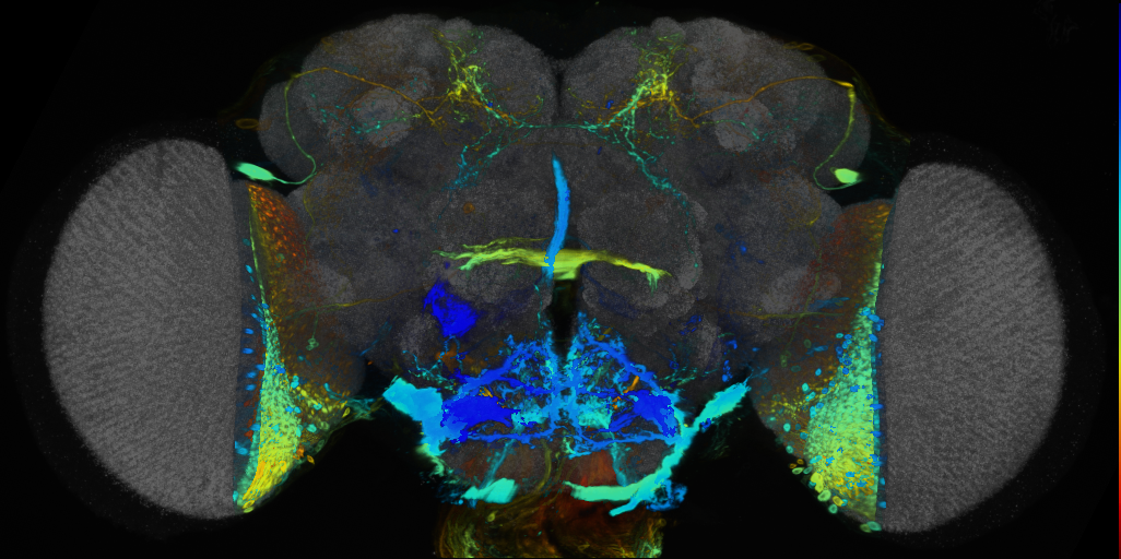 P{VT006456-GAL4} expression pattern