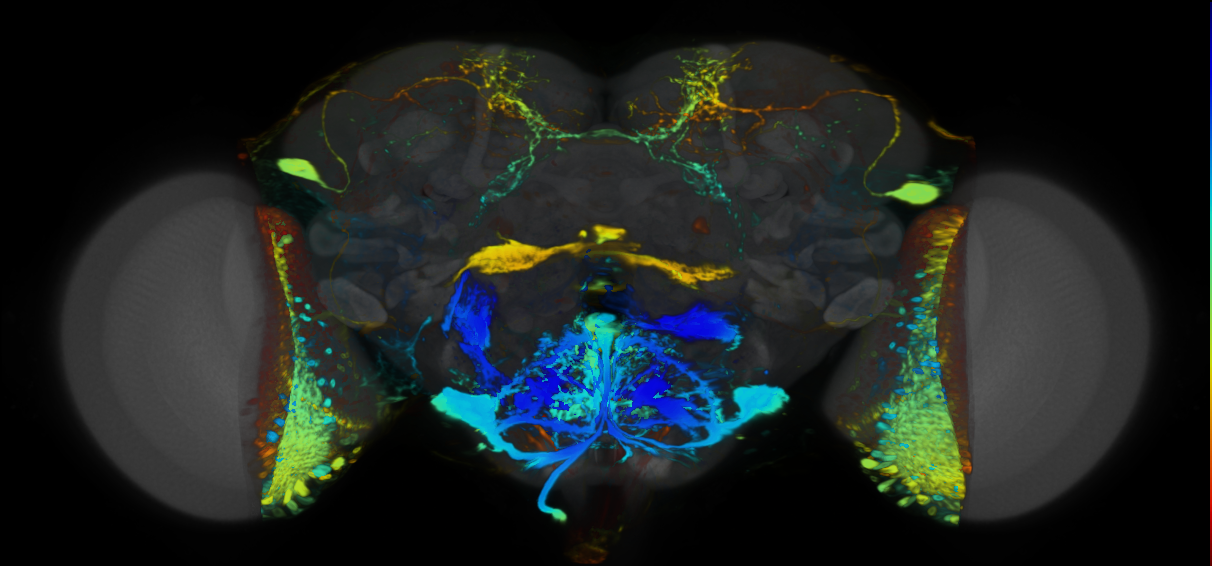 P{VT006456-GAL4} expression pattern
