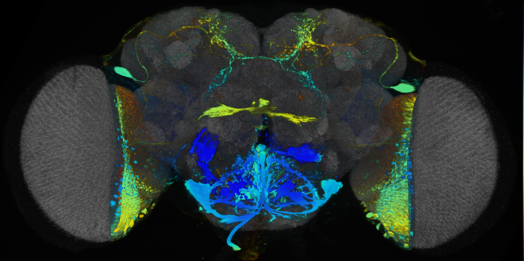 P{VT006456-GAL4} expression pattern