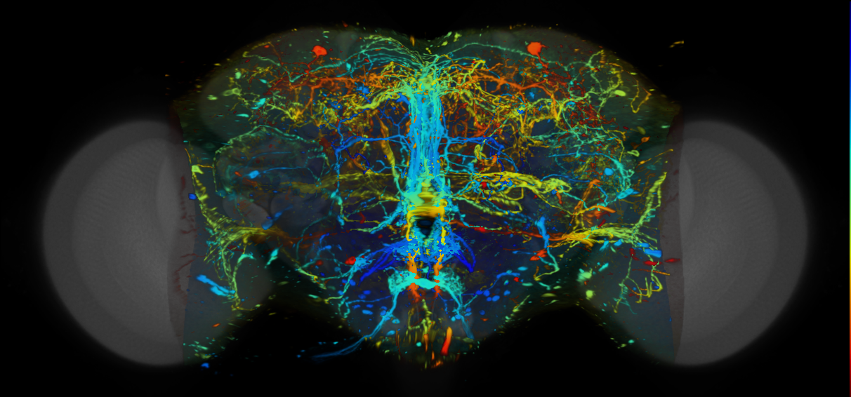 P{VT006462-GAL4} expression pattern