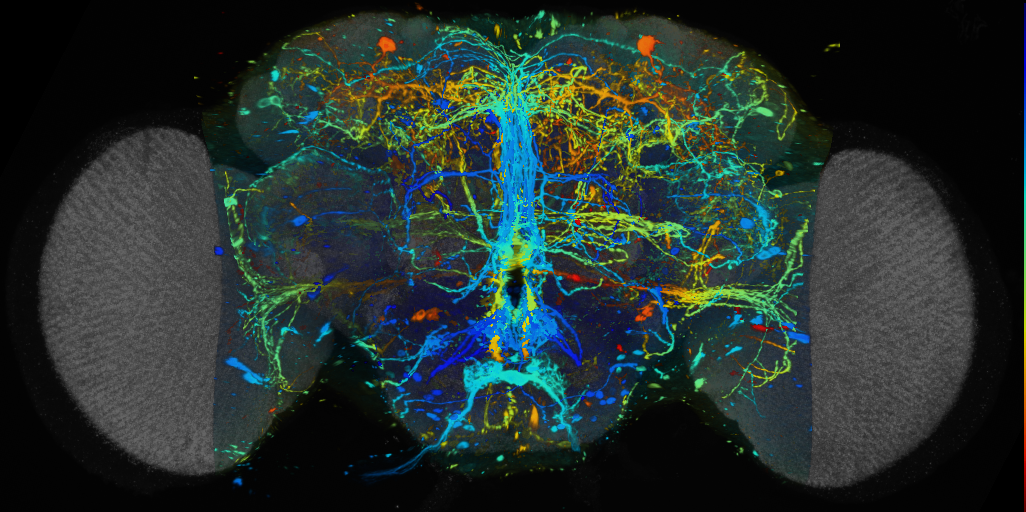 P{VT006462-GAL4} expression pattern