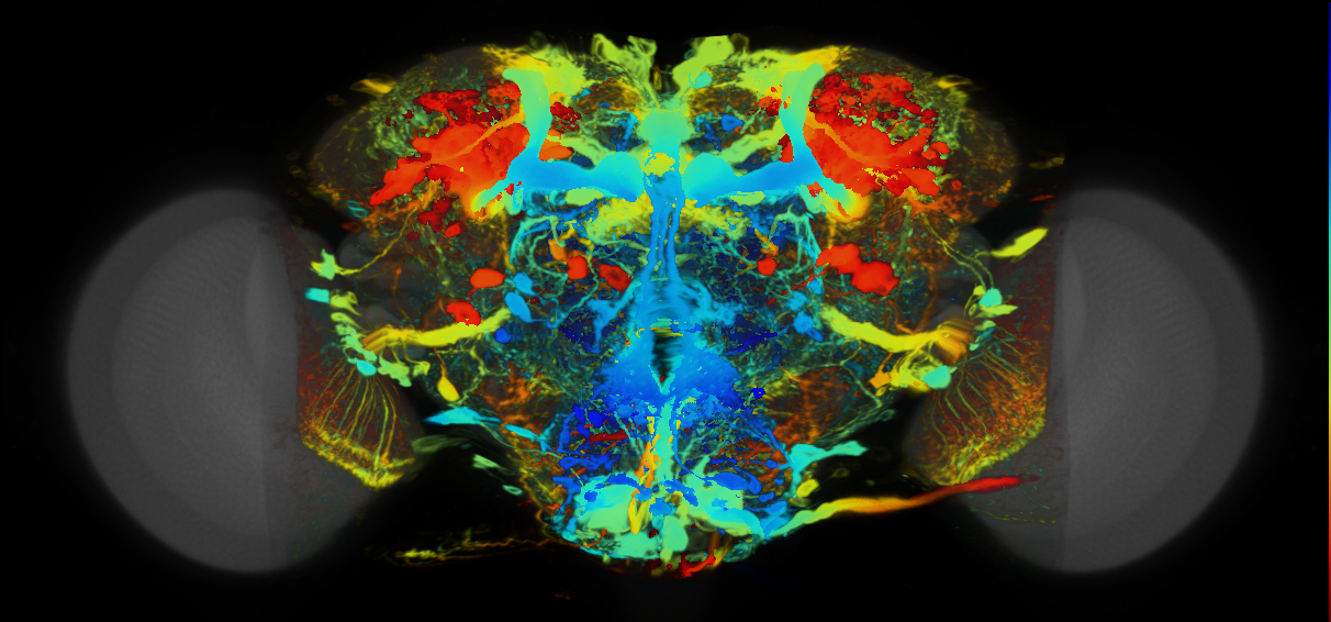 P{VT006898-GAL4} expression pattern