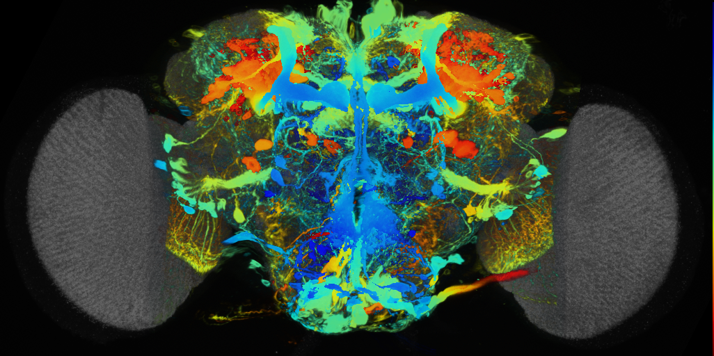 P{VT006898-GAL4} expression pattern