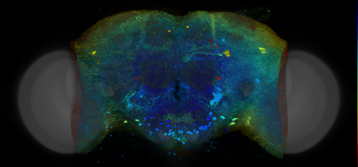 P{VT006901-GAL4} expression pattern