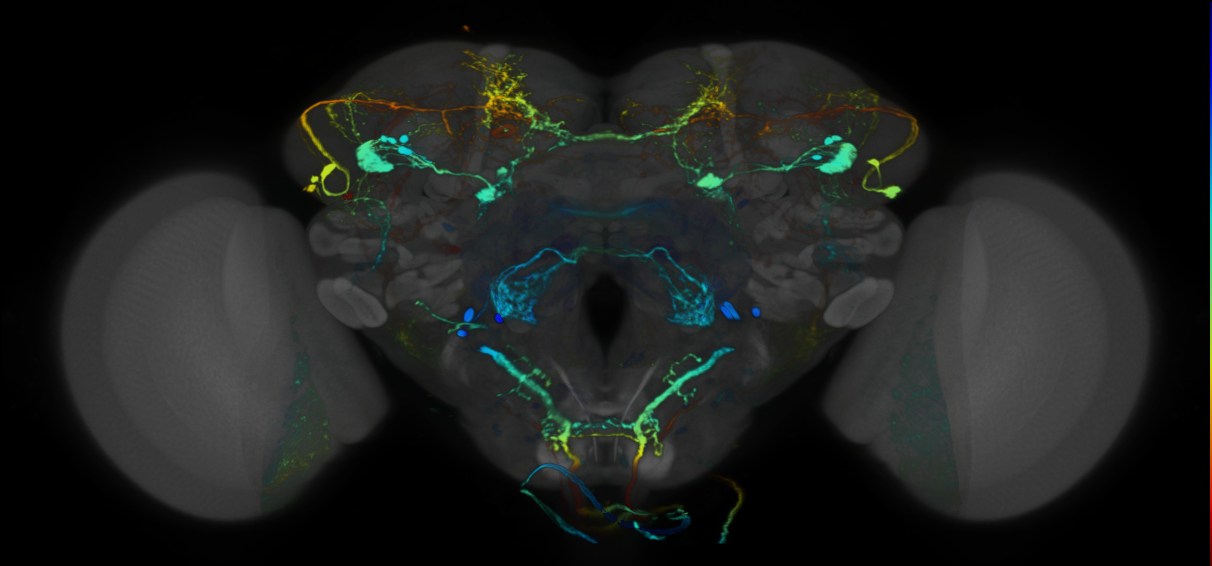 P{VT007069-GAL4} expression pattern