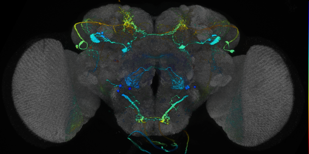 P{VT007069-GAL4} expression pattern