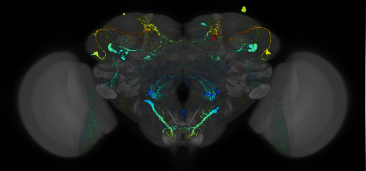P{VT007069-GAL4} expression pattern