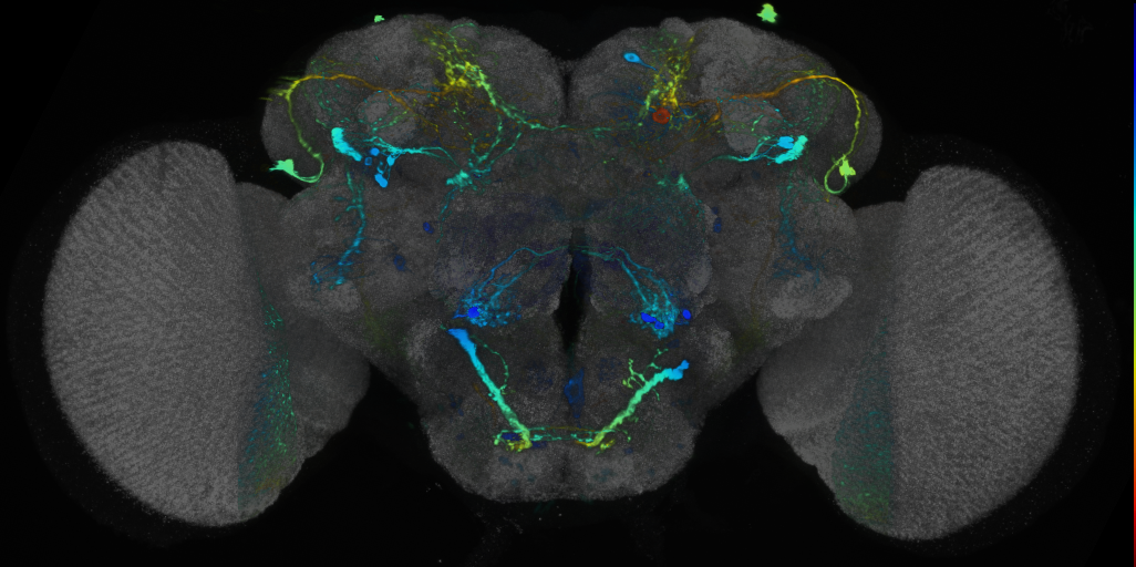 P{VT007069-GAL4} expression pattern
