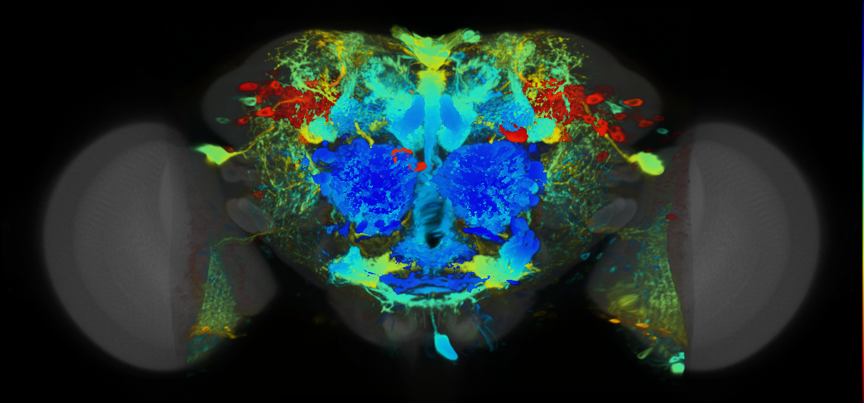 P{VT007173-GAL4} expression pattern
