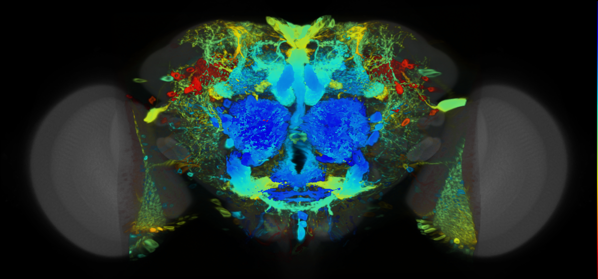 P{VT007173-GAL4} expression pattern
