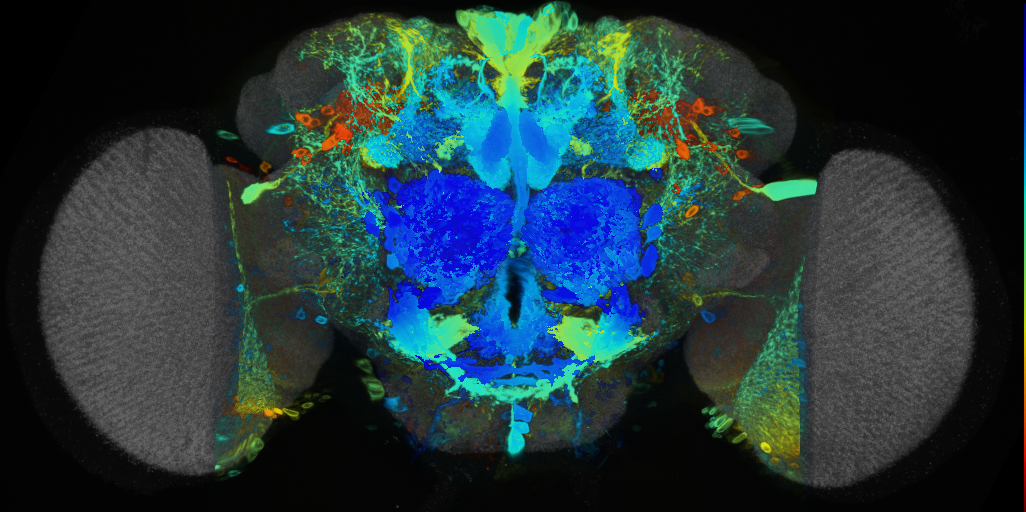 P{VT007173-GAL4} expression pattern
