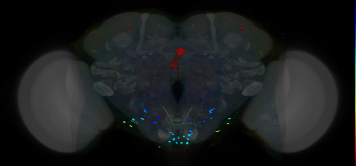 P{VT007183-GAL4} expression pattern