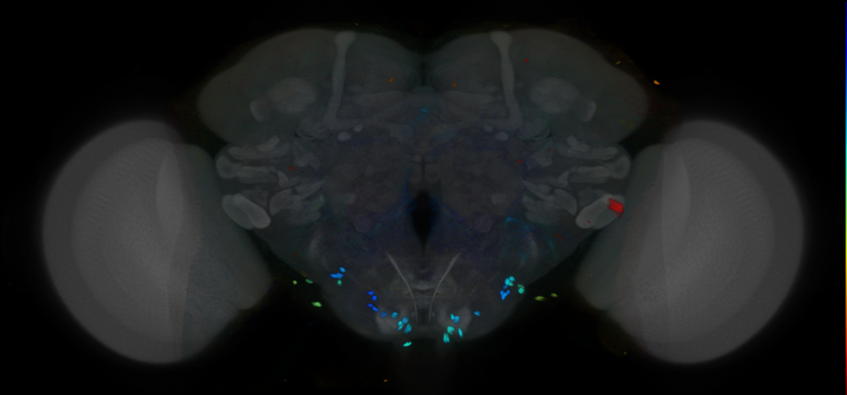 P{VT007183-GAL4} expression pattern