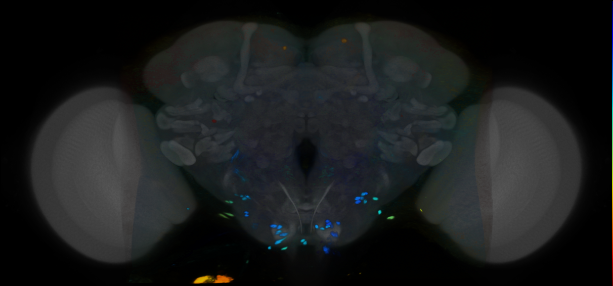 P{VT007187-GAL4} expression pattern