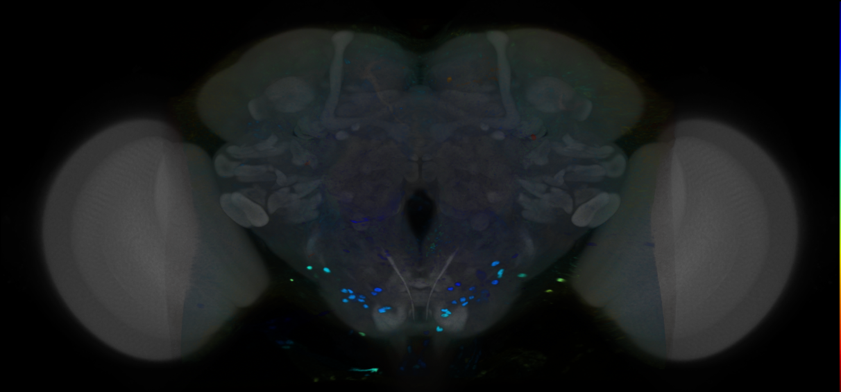 P{VT007187-GAL4} expression pattern