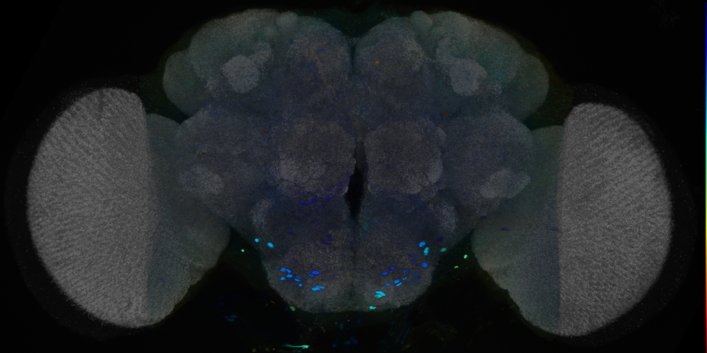 P{VT007187-GAL4} expression pattern