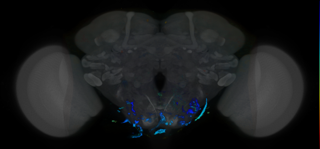 P{VT007263-GAL4} expression pattern