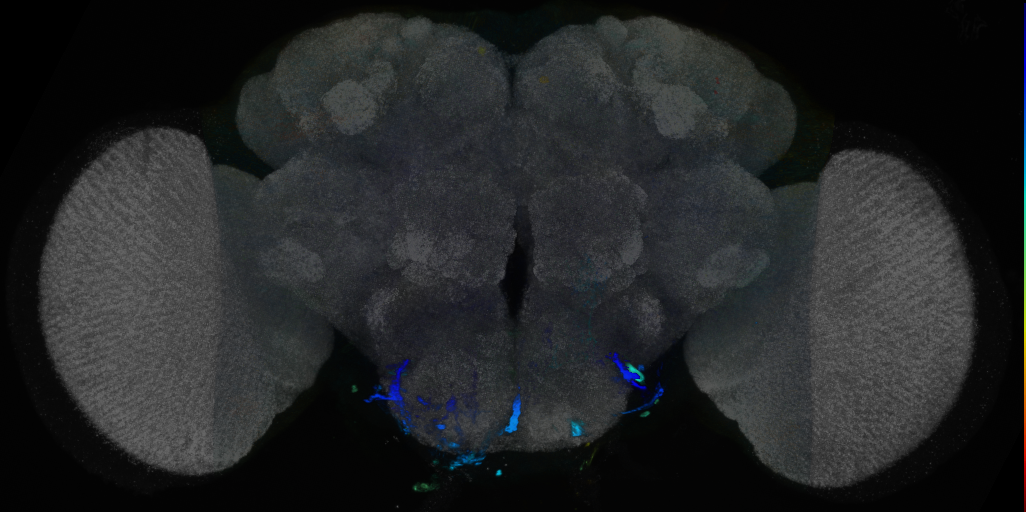 P{VT007263-GAL4} expression pattern
