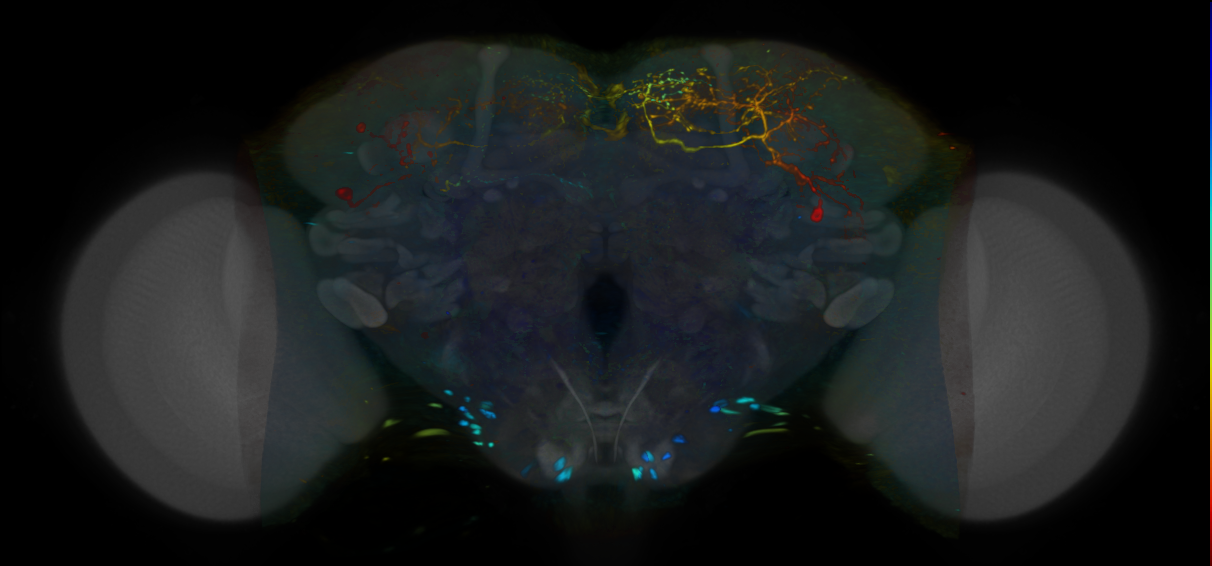 P{VT007280-GAL4} expression pattern