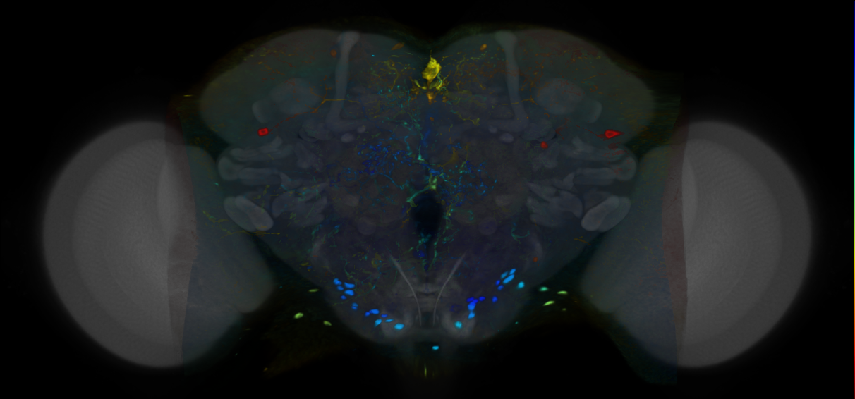 P{VT007280-GAL4} expression pattern