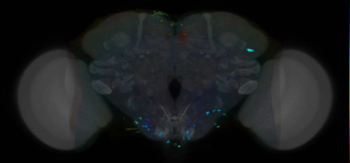 P{VT007280-GAL4} expression pattern
