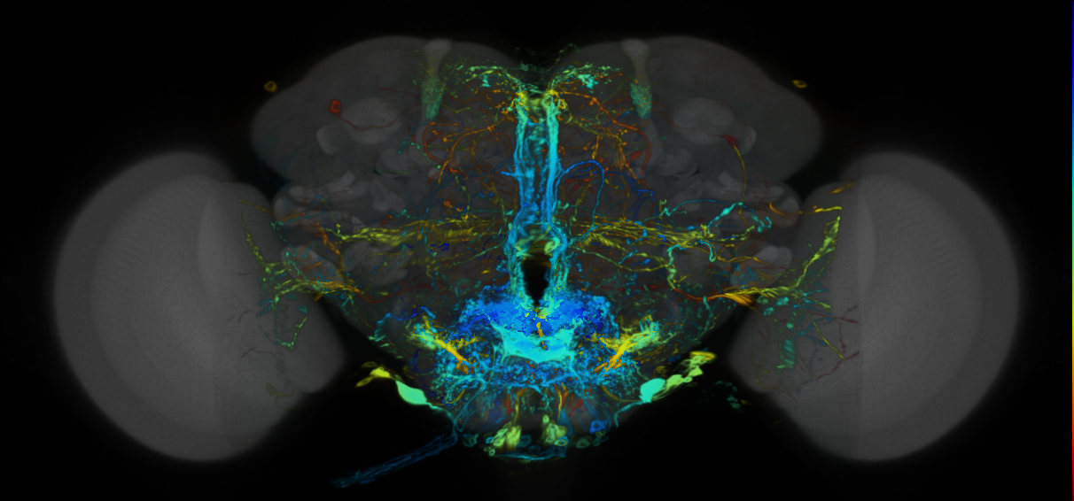 P{VT007351-GAL4} expression pattern