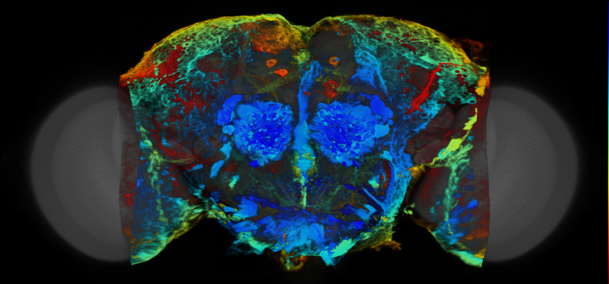 P{VT007397-GAL4} expression pattern