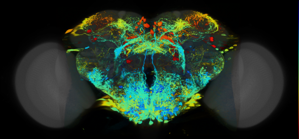 P{VT007403-GAL4} expression pattern