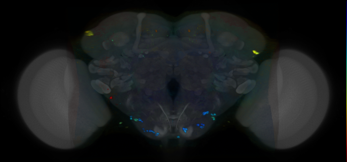 P{VT007575-GAL4} expression pattern