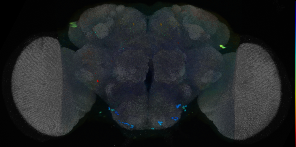 P{VT007575-GAL4} expression pattern