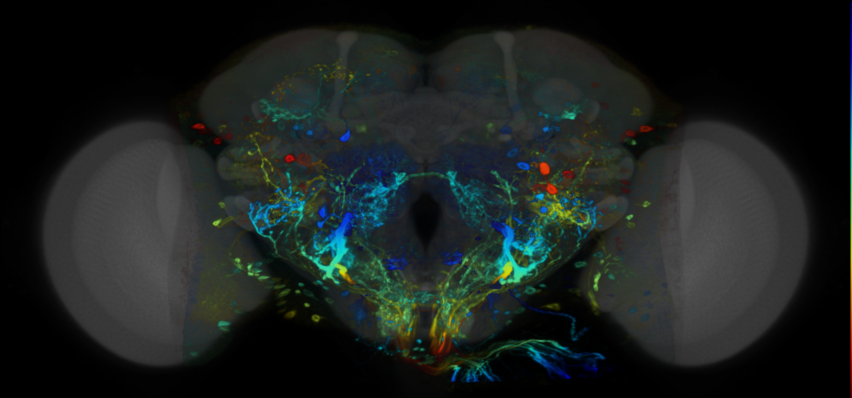 P{VT007753-GAL4} expression pattern