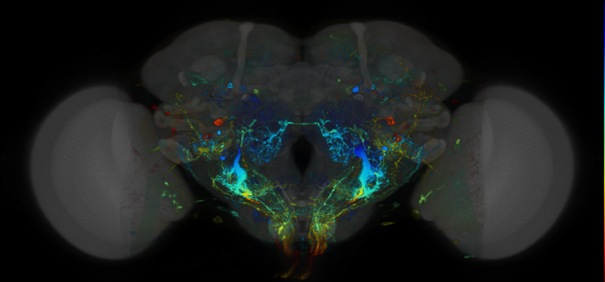 P{VT007753-GAL4} expression pattern