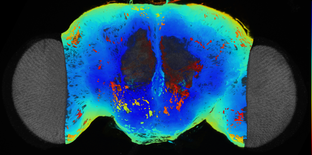 P{VT007764-GAL4} expression pattern