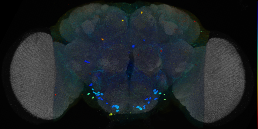 P{VT007840-GAL4} expression pattern