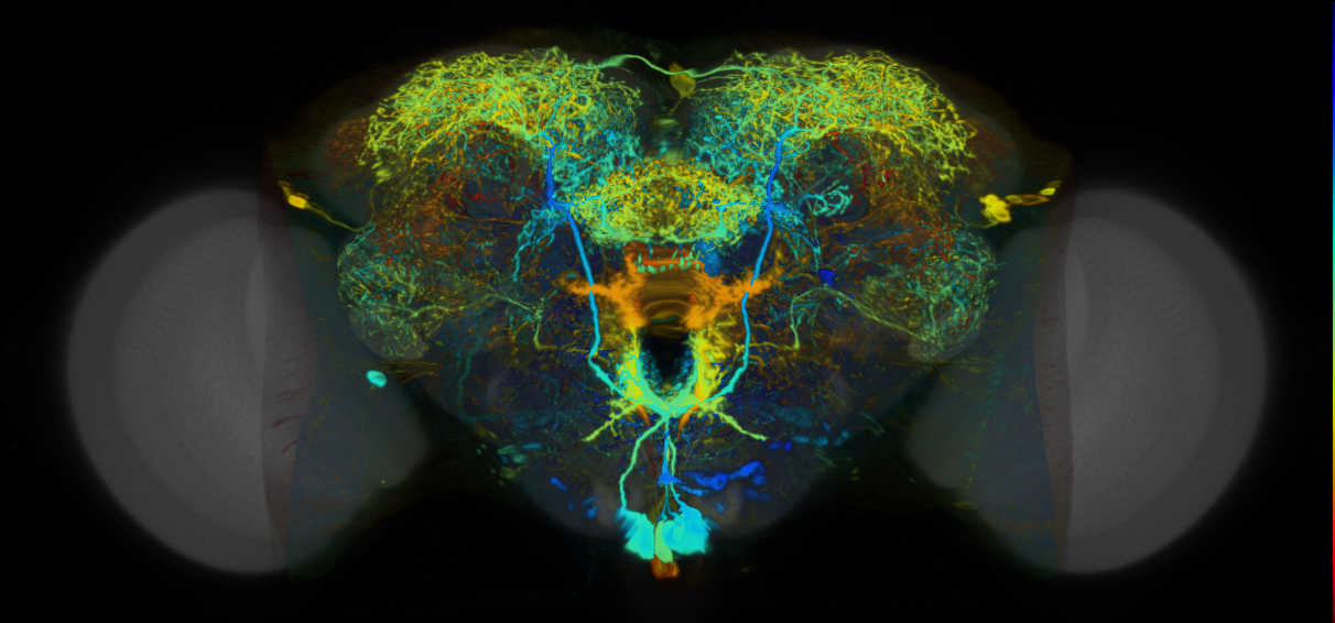 P{VT007926-GAL4} expression pattern