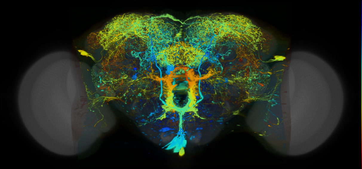 P{VT007926-GAL4} expression pattern