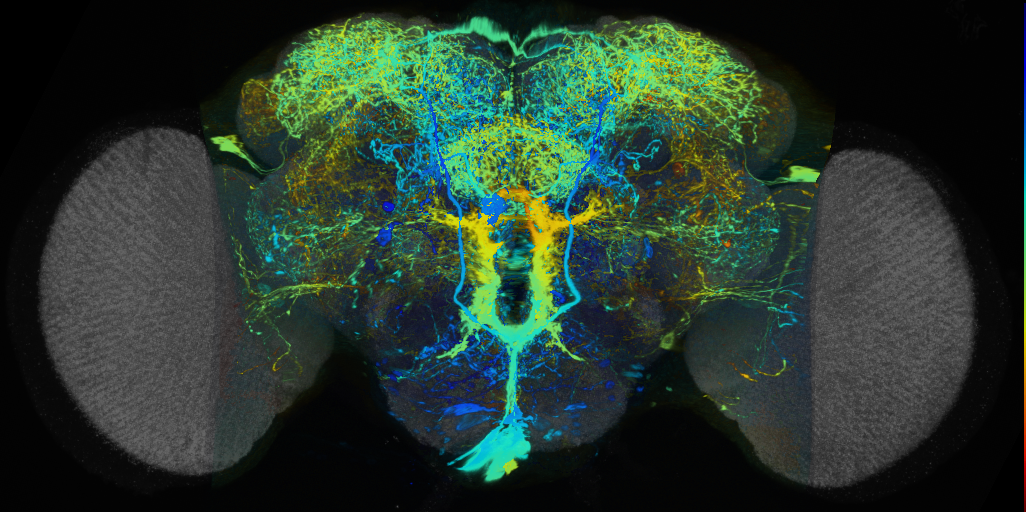P{VT007926-GAL4} expression pattern