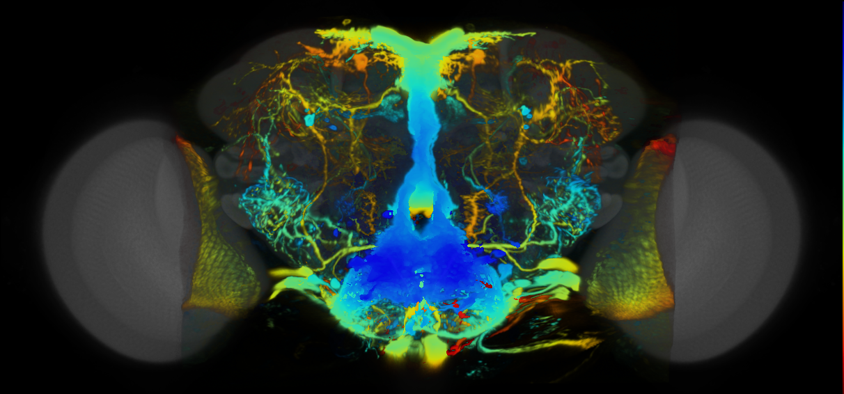 P{VT008218-GAL4} expression pattern