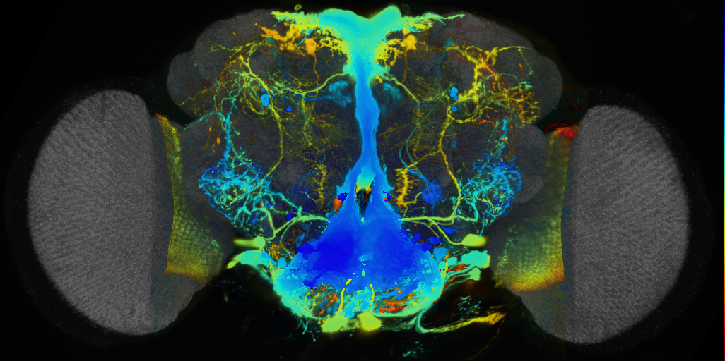 P{VT008218-GAL4} expression pattern