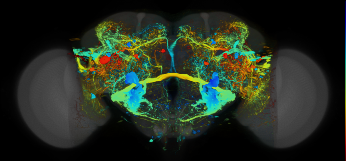 P{VT008253-GAL4} expression pattern