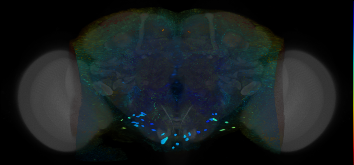 P{VT008271-GAL4} expression pattern