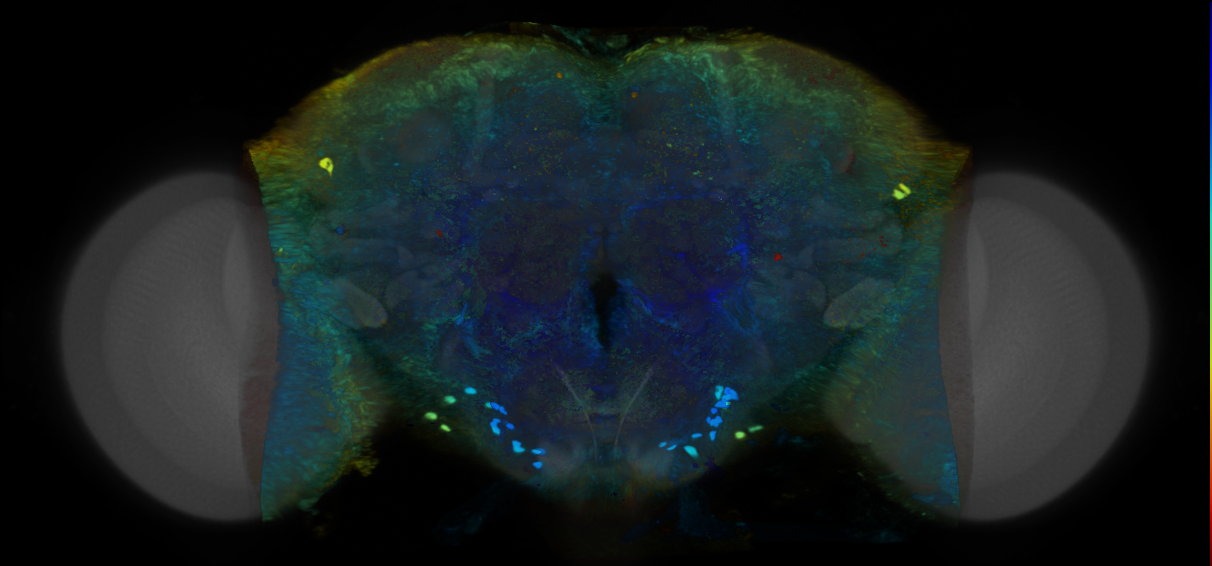 P{VT008273-GAL4} expression pattern