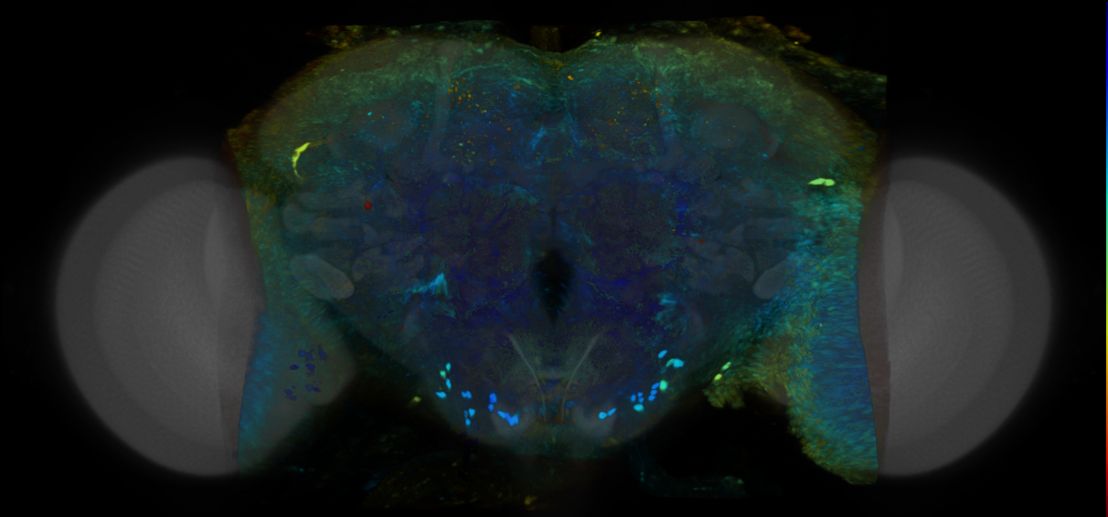 P{VT008273-GAL4} expression pattern