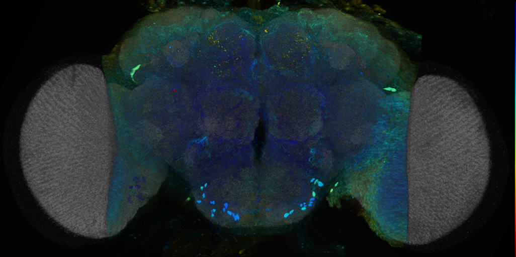 P{VT008273-GAL4} expression pattern