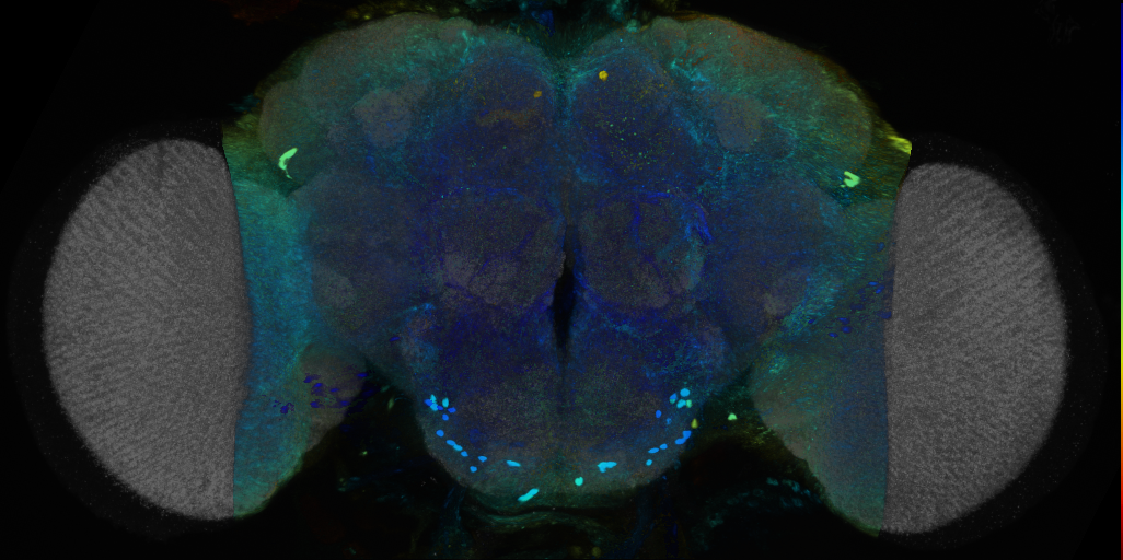 P{VT008273-GAL4} expression pattern