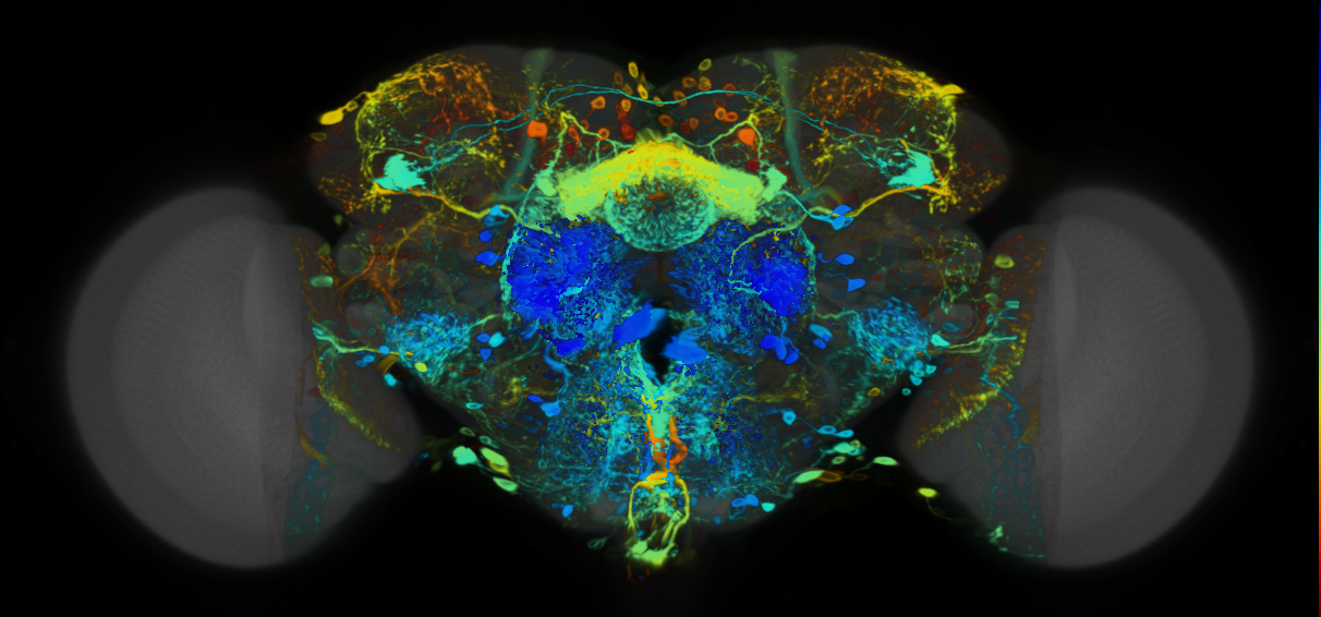P{VT008278-GAL4} expression pattern