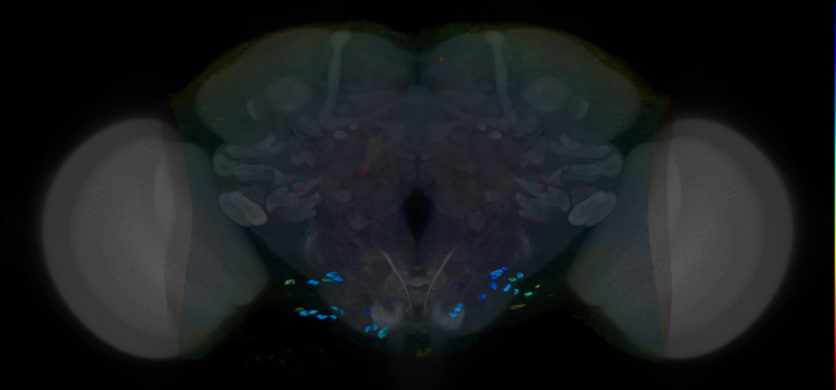 P{VT008422-GAL4} expression pattern