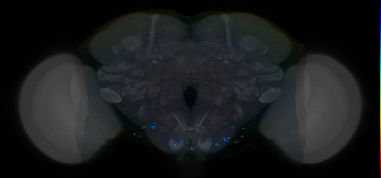 P{VT008422-GAL4} expression pattern