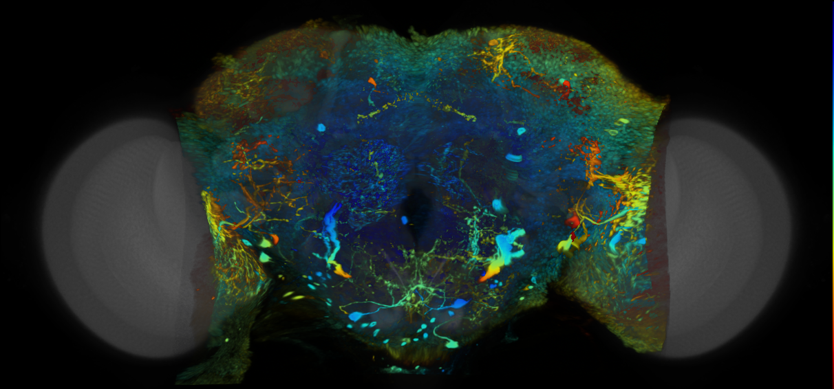 P{VT008483-GAL4} expression pattern